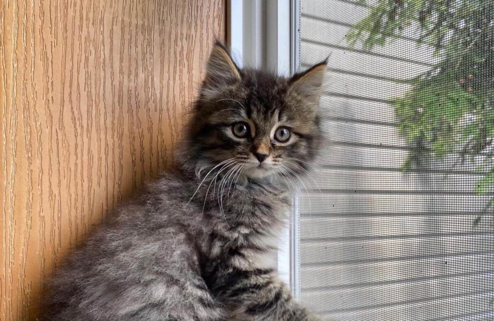 Pet Pantry Portage Animal Protective League