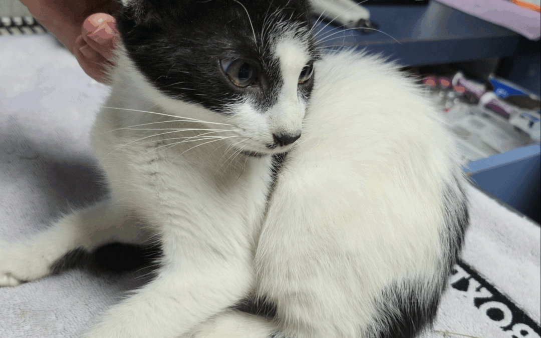 We Need Adopters!